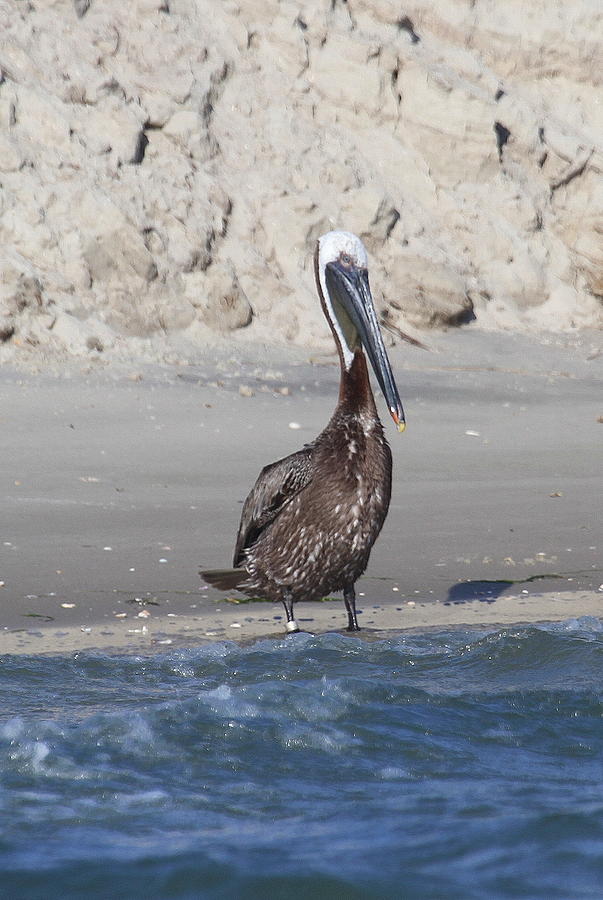 Pelican Photograph - Pelican at Bird Island by Cathy Lindsey