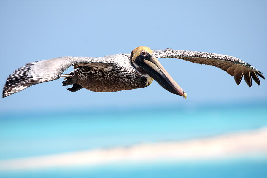 Pelican at Dry Tortugas National Park Photograph by Jetson Nguyen
