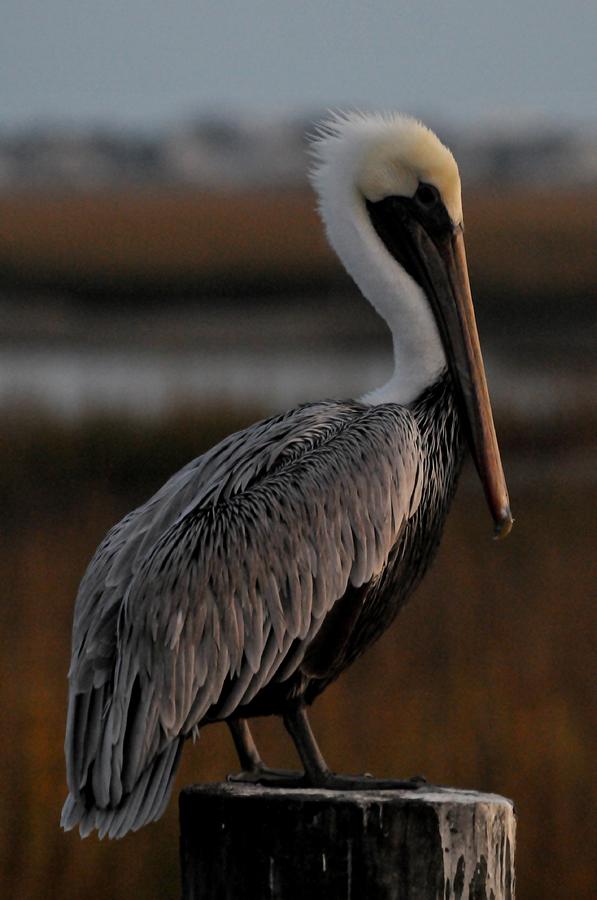 Wildlife Photograph - Pelican at Dusk by Cheryl Daniels