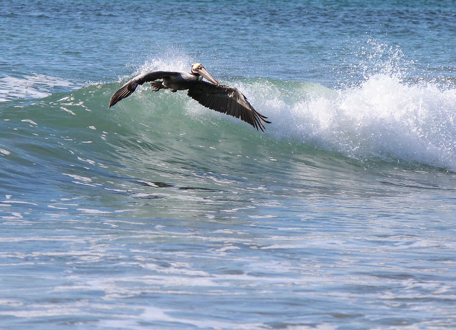 Pelican at Playa Grande Photograph by Lorraine Baum