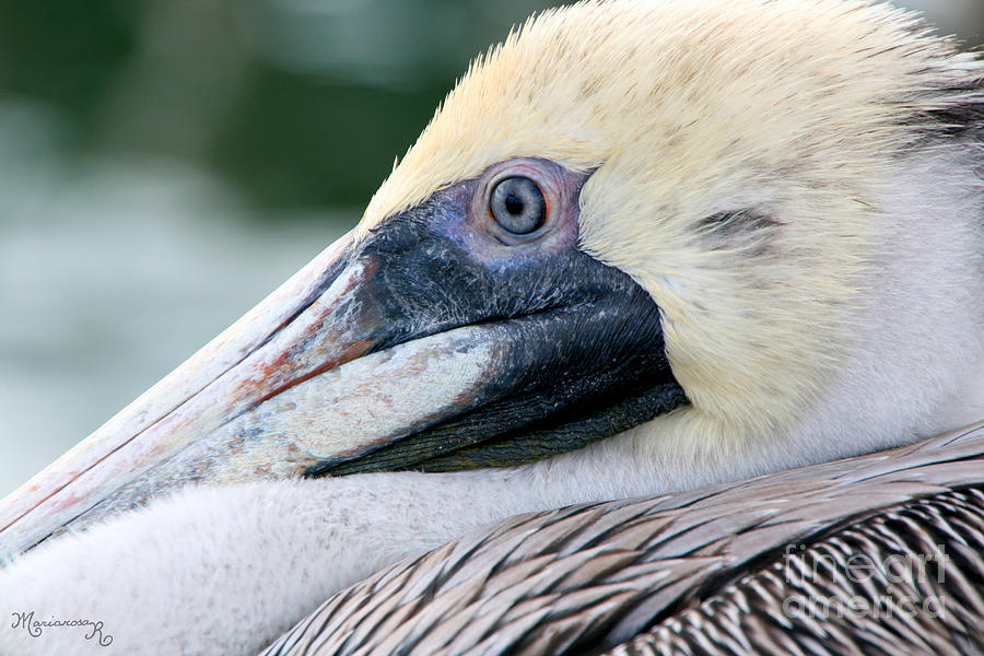 Pelican at Rest Photograph by Mariarosa Rockefeller
