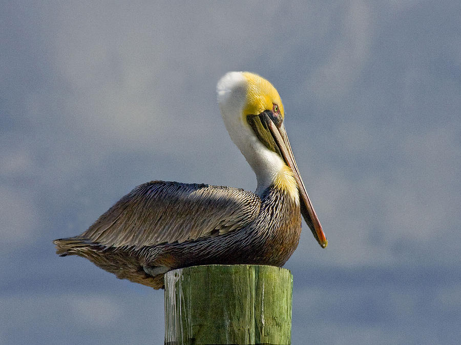 Pelican at Rest Photograph by Sandra Anderson