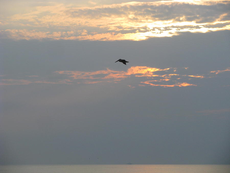Pelican at Sunrise Photograph by Ellen Meakin