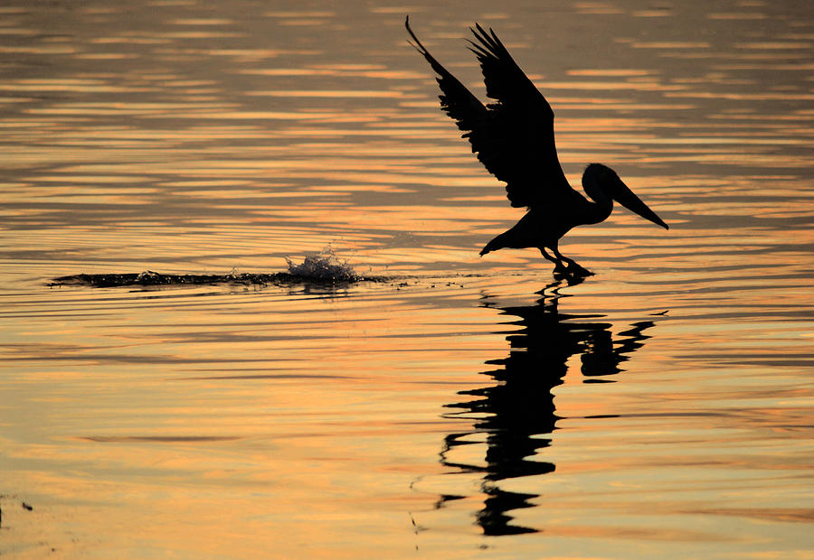 Pelican at Sunrise Photograph by Leticia Latocki