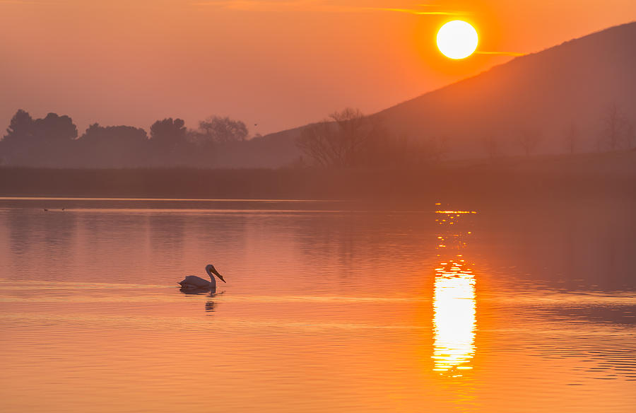 Pelican at Sunrise Photograph by Marc Crumpler