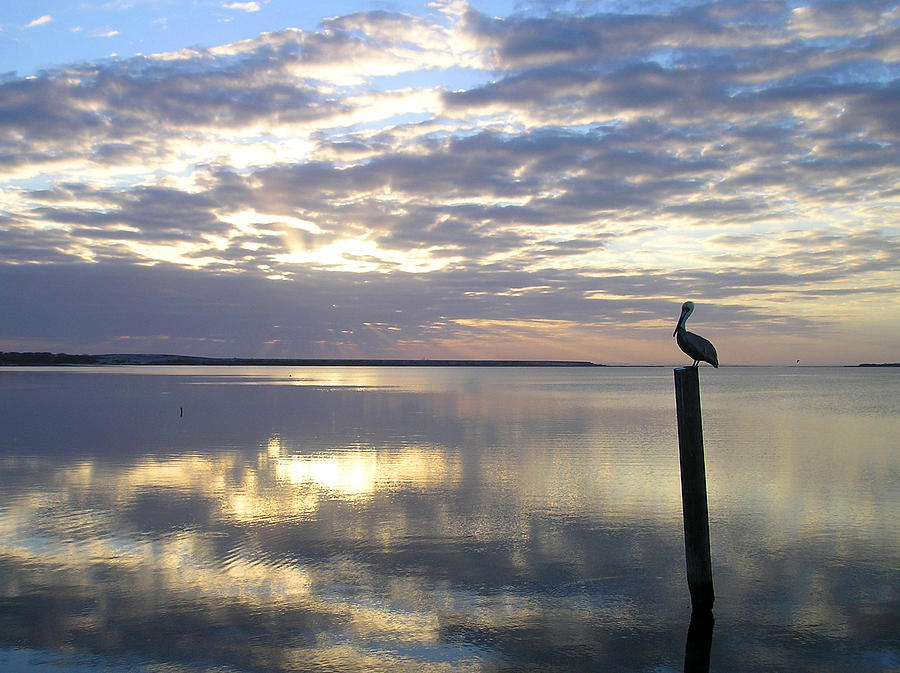 Pelican at Sunset Photograph by Adam Johnson
