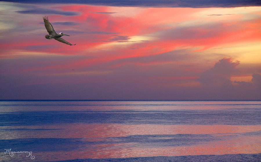 Pelican at Sunset Photograph by Mariarosa Rockefeller