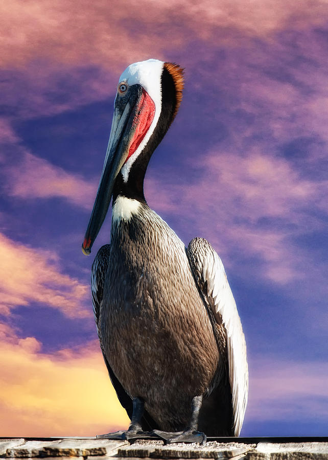 Pelican at Sunset Photograph by Lena Owens - OLena Art Vibrant Palette Knife and Graphic Design