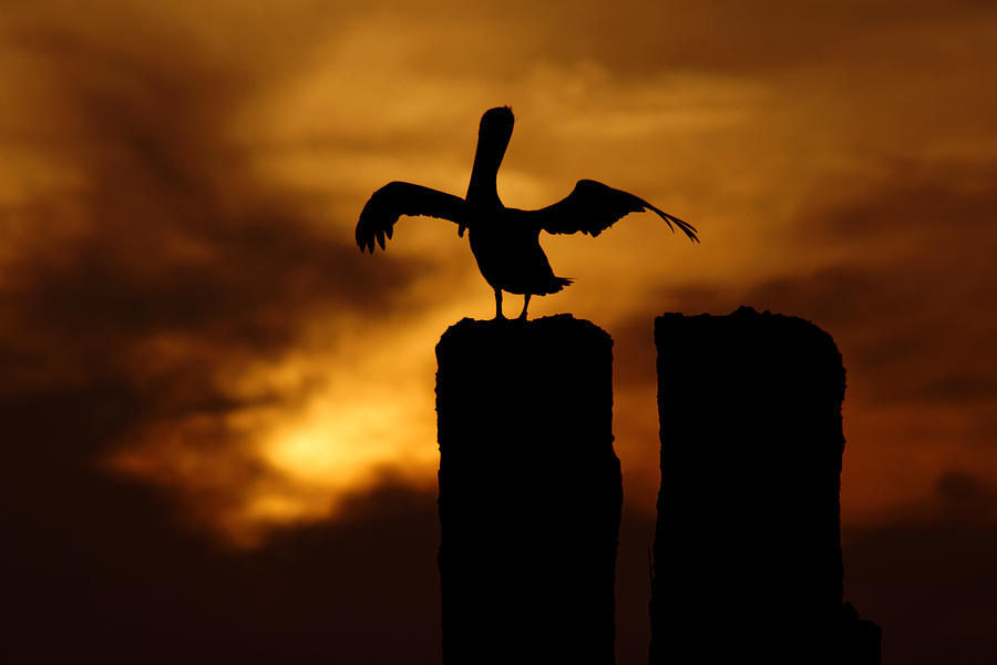Pelican at Sunset on Gandyhenge Photograph by Daniel Woodrum
