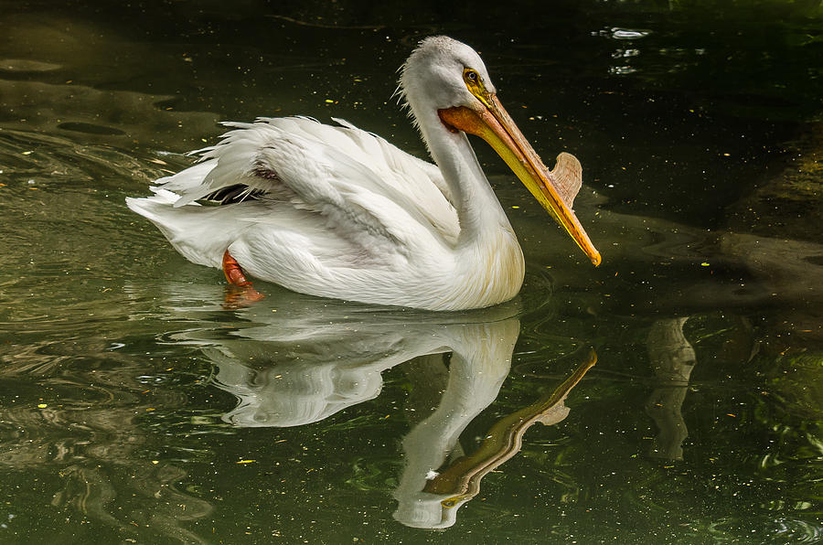 Pelican At The Pier Photograph by Yeates Photography