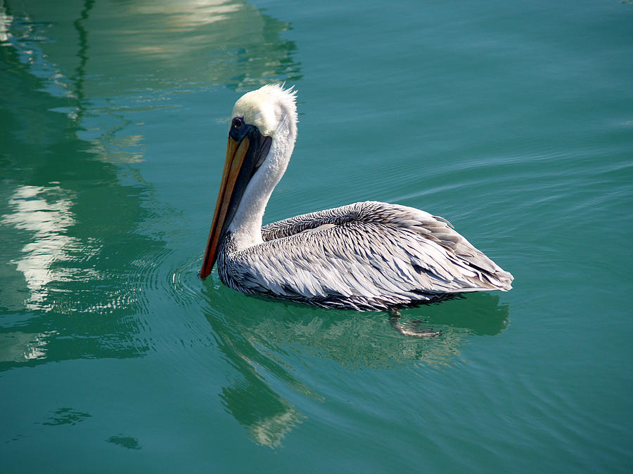 Pelican Photograph by Athala Bruckner