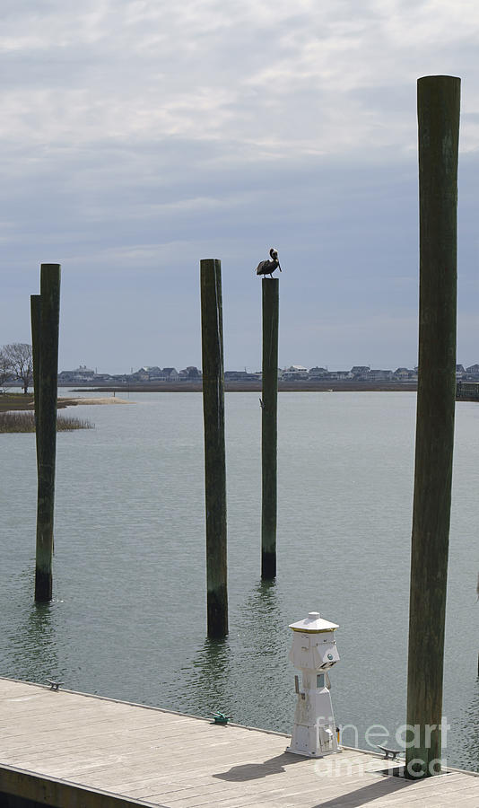 Pelican Atop a Piling in Murrells Inlet Photograph by MM Anderson