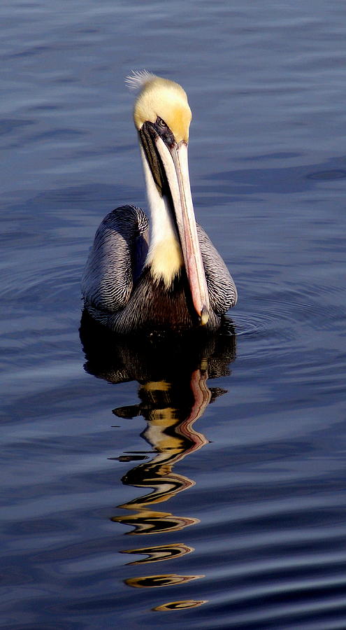 Pelican Attitude 1 Photograph by Sheri McLeroy