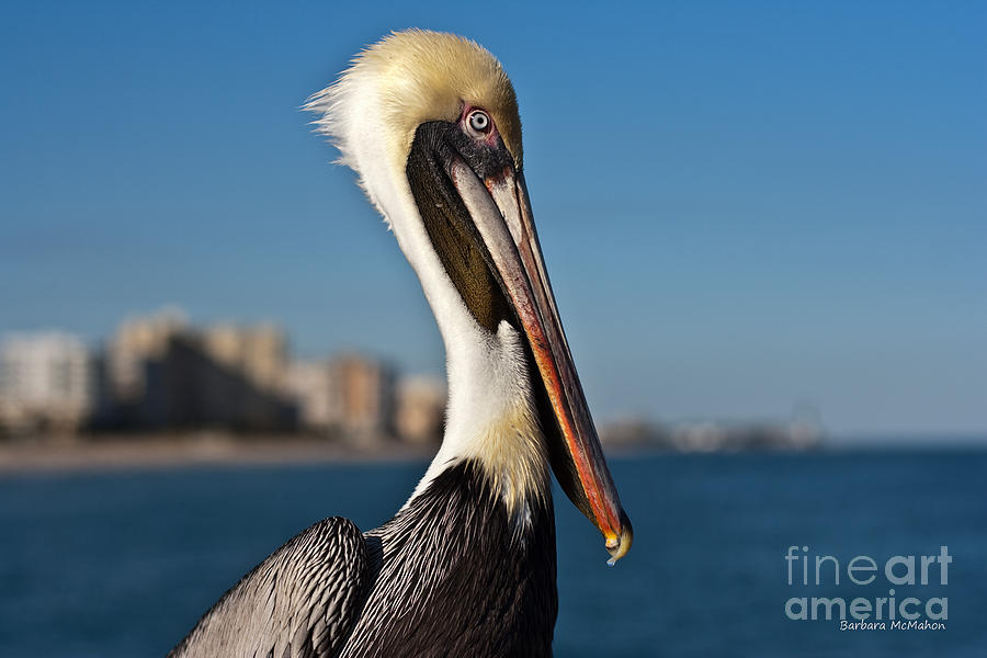 Pelican Photograph by Barbara McMahon