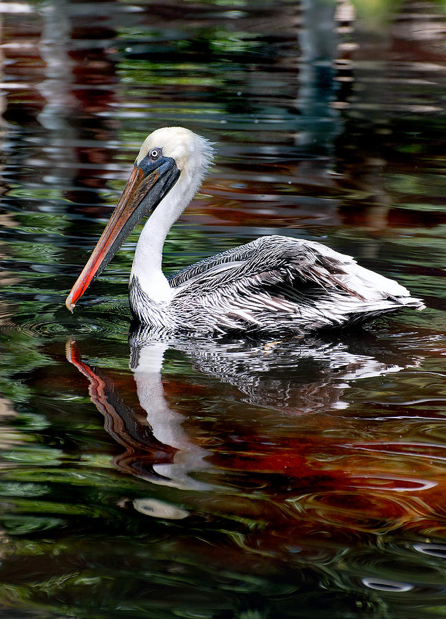 Pelican Bay Photograph by Donna Proctor