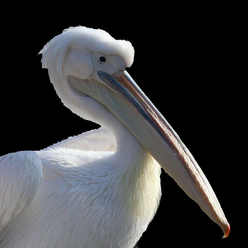 Pelican Photograph - Pelican Beauty by Linda Mans