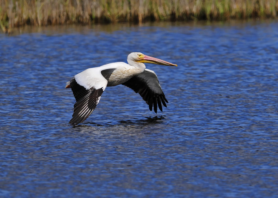 Pelican Photograph by Bill Dodsworth
