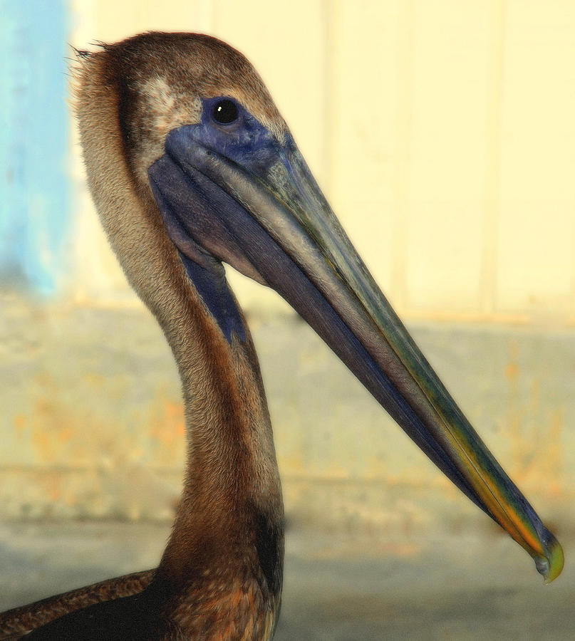 Wildlife Photograph - Pelican Bill by Karen Wiles