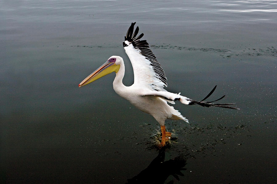 Pelican Photograph - Pelican Blanc Pelecanus Onocrotalus by Gerard Lacz Images - Vwpics