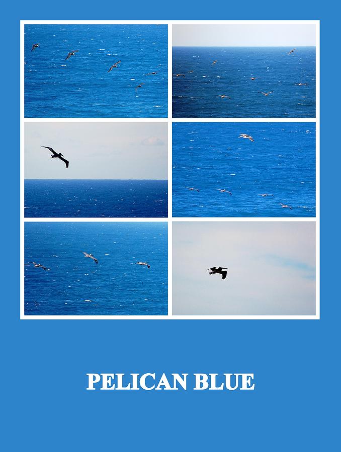 Pelican Blue Photograph by AJ  Schibig