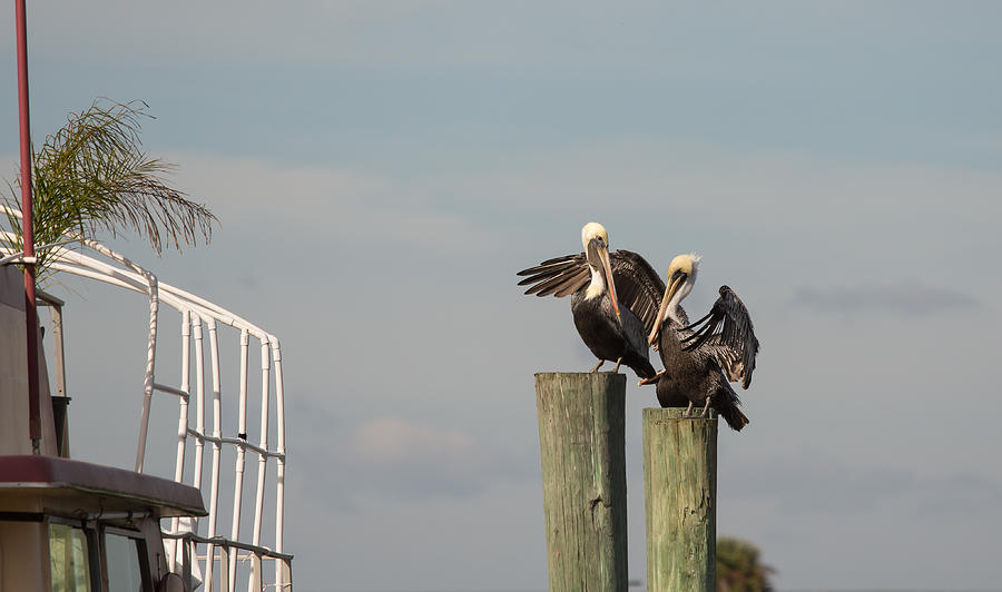 Pelican Buddies Photograph by John M Bailey