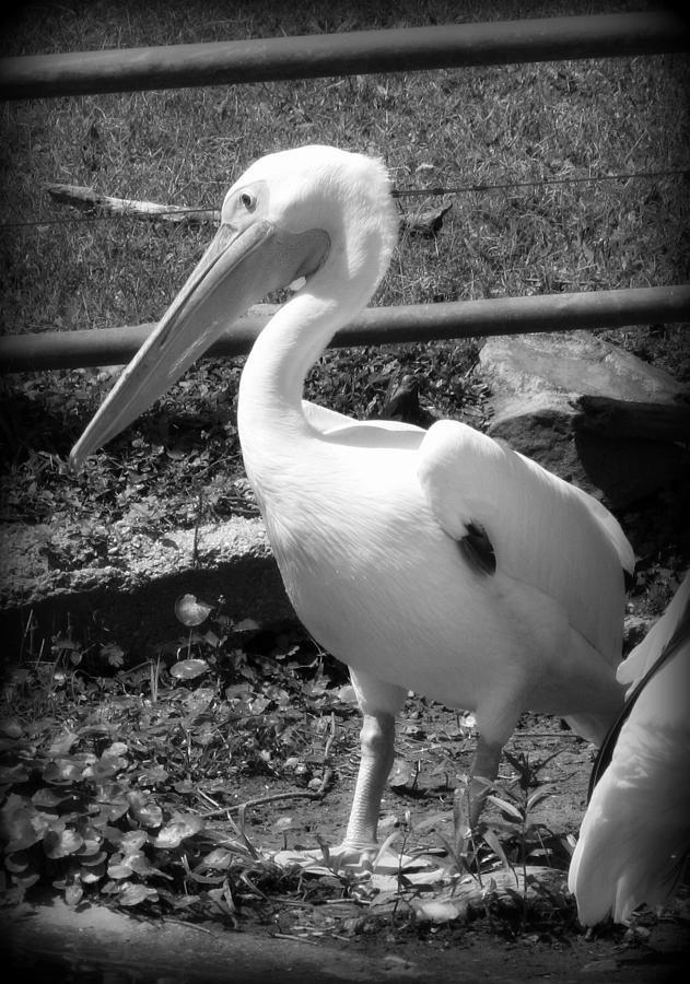 Pelican - BW Photograph by Beth Vincent
