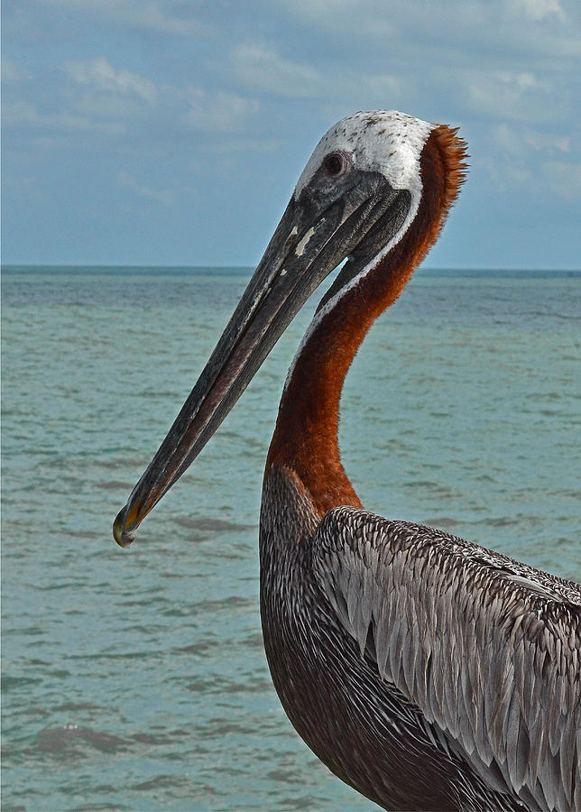 Pelican  Photograph by Mae Wertz