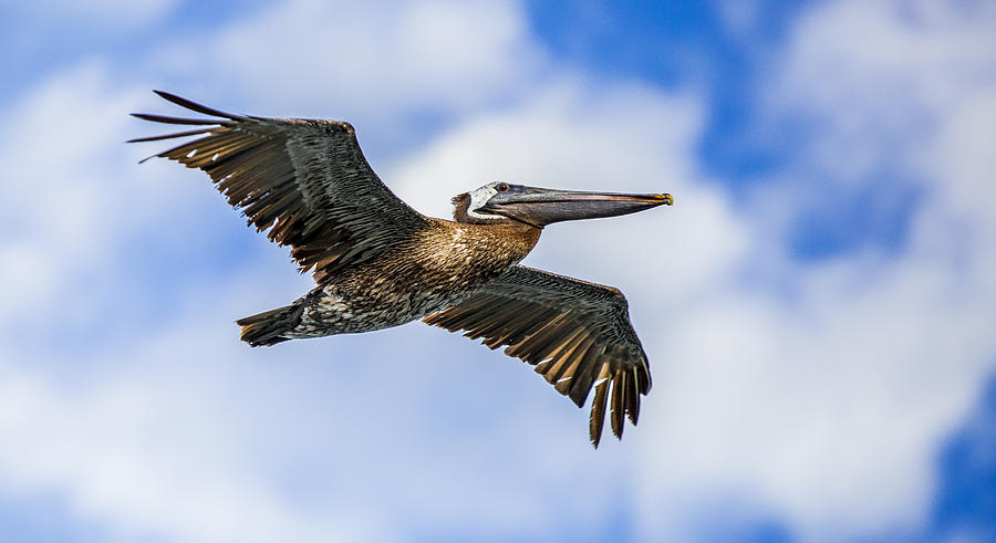 Pelican Photograph by Chris Multop