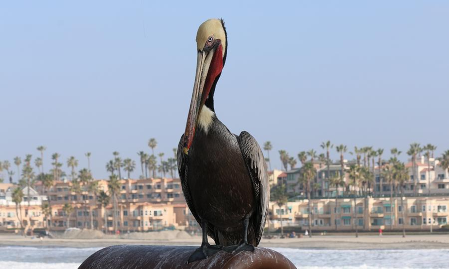 Pelican  Photograph by Christy Pooschke