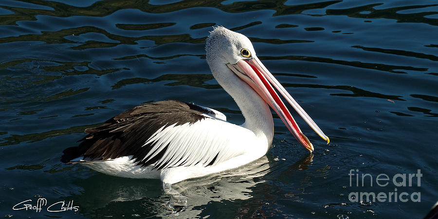 Pelican  Closeup  Photograph by Geoff Childs