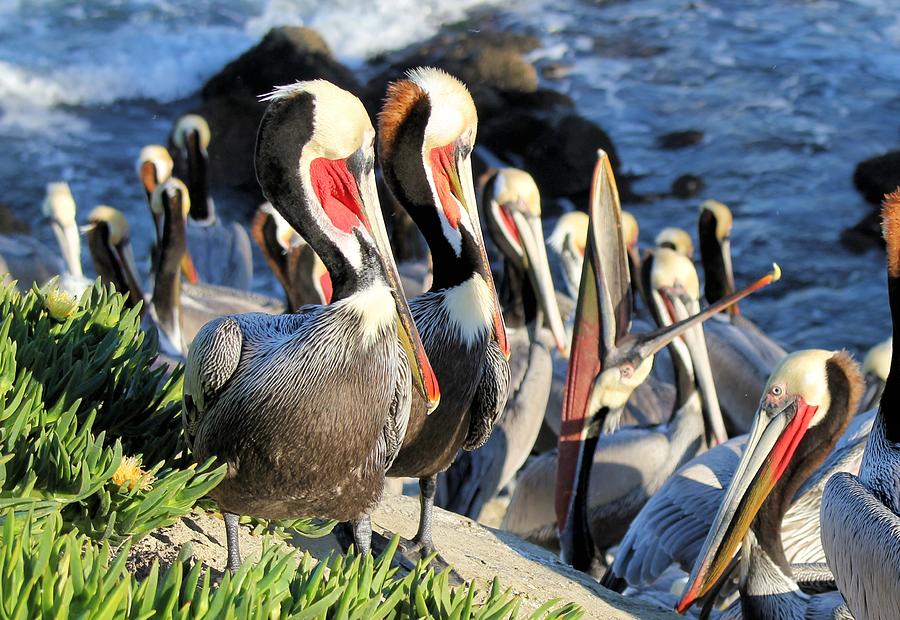 Pelican Colony Photograph by Jane Girardot