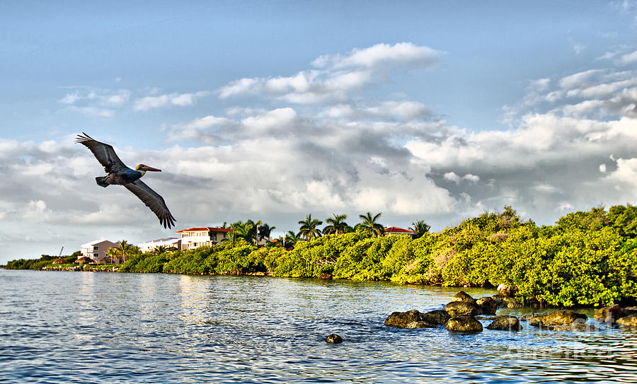 Pelican Coming Home Photograph by Chris Thaxter