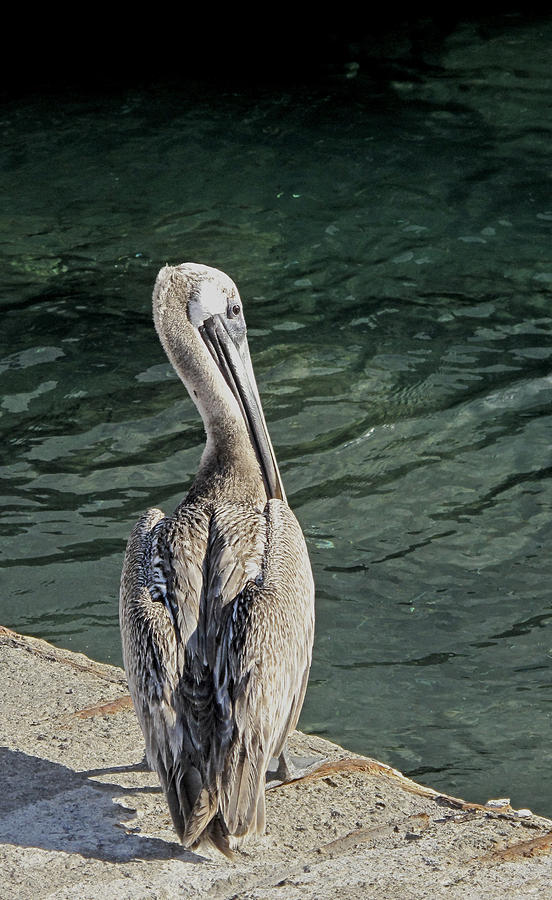 Pelican Contemplations Photograph by Ian  MacDonald