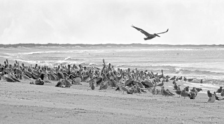 Pelican Photograph - Pelican Convention  by Betsy Knapp