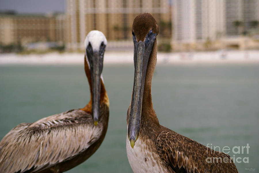 Pelican Couple Photograph by Jennifer White