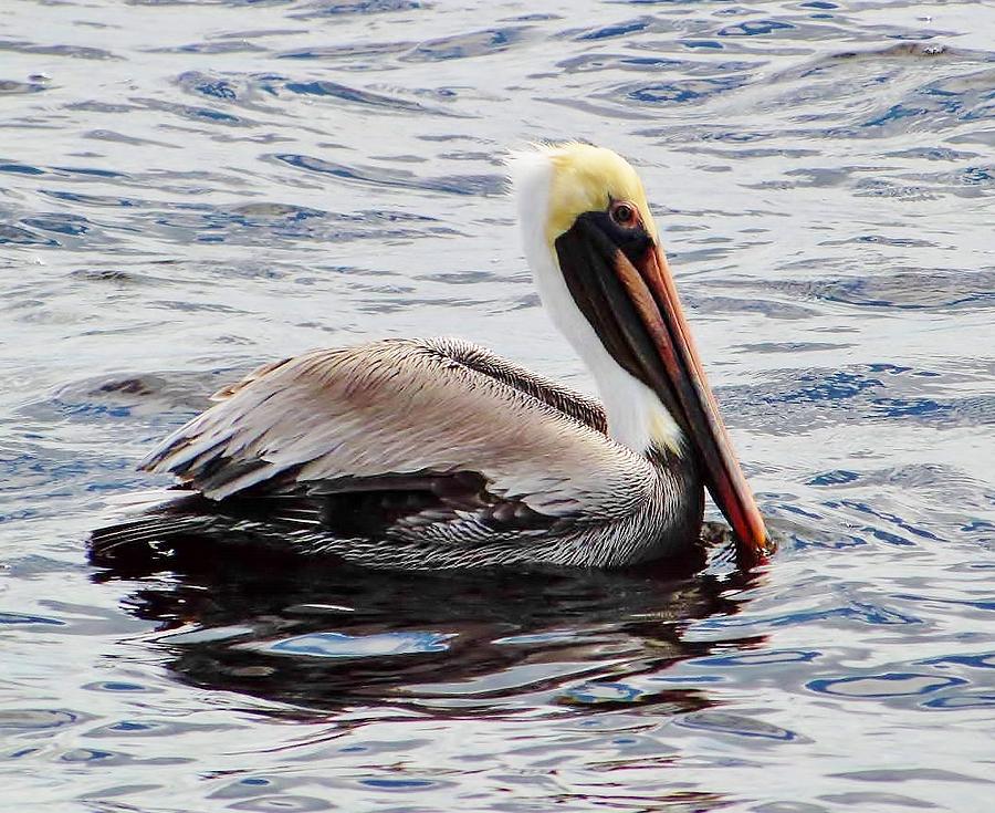 Pelican Photograph by Dana and David Artwork | Fine Art America