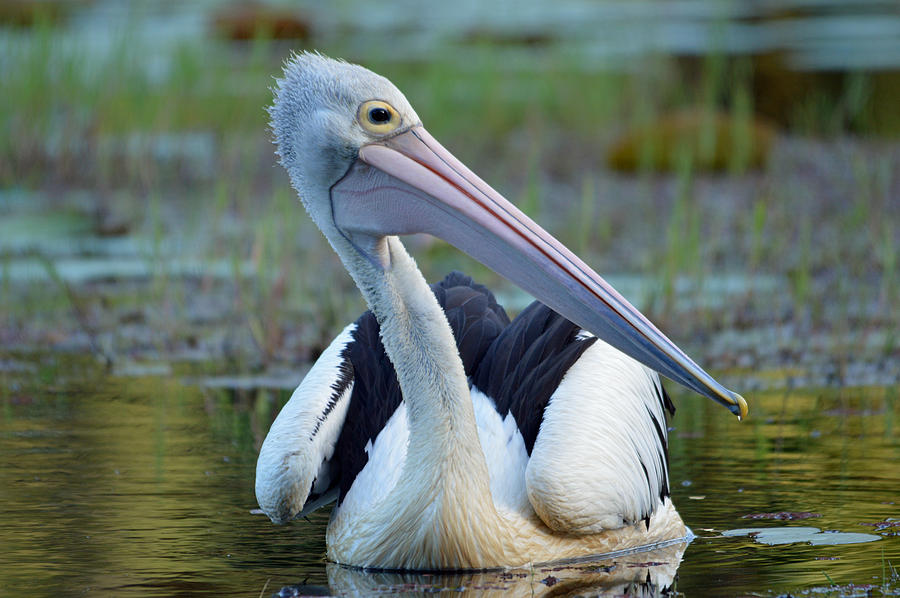 Pelican Photograph by David Clode