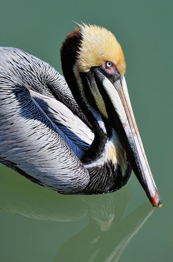 Pelican Photograph by David Hart