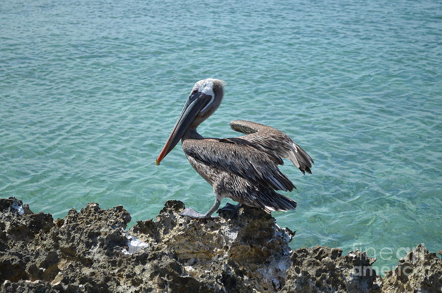 Pelican Photograph by DejaVu Designs