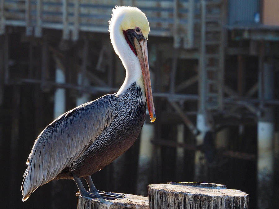 Pelican  Photograph by Derek Dean