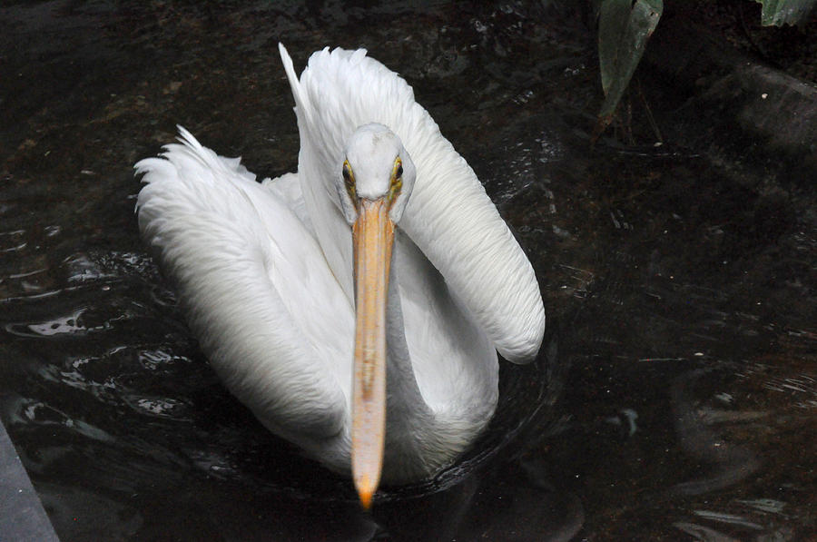 Pelican Photograph by Diane Lent