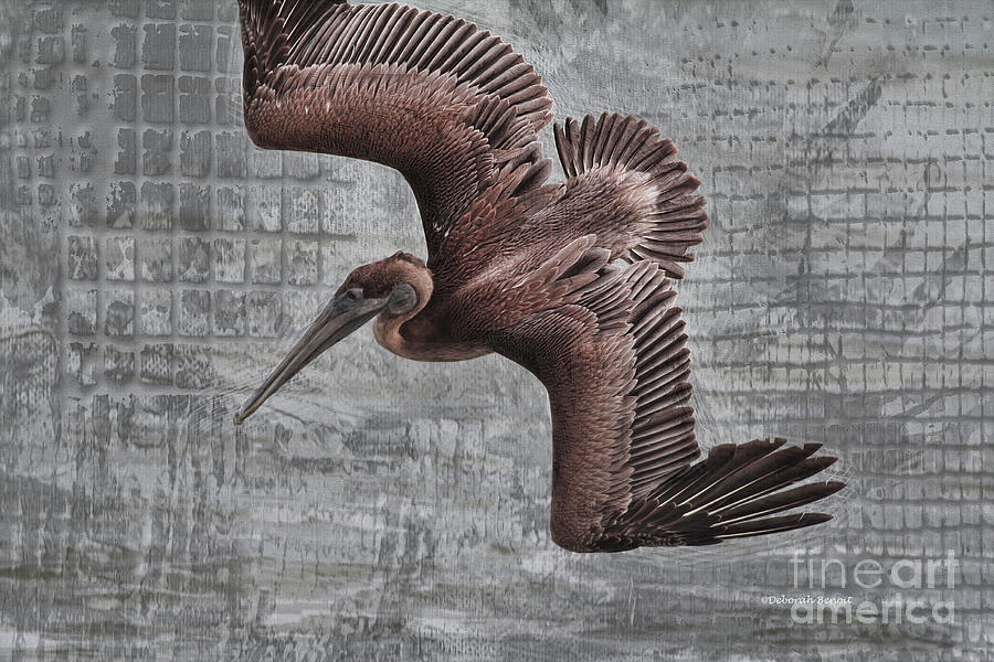 Pelican Photograph - Pelican Dive Mode by Deborah Benoit