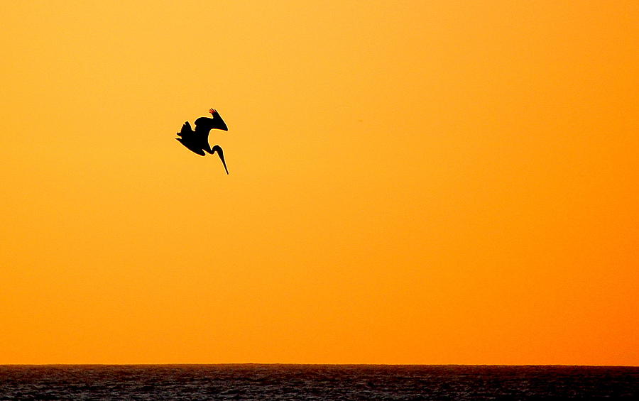 Pelican Diving at Sunset Photograph by AJ  Schibig