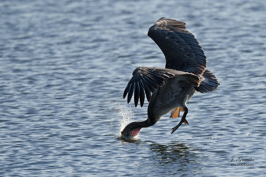 Pelican Diving for Food Photograph by Joe Granita