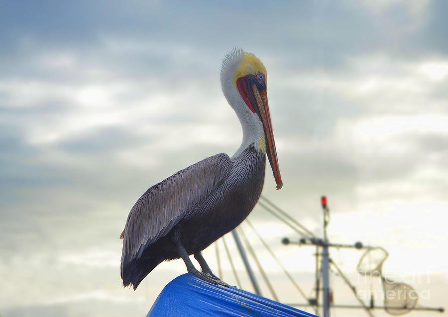 Pelican Photograph by Donna Greene