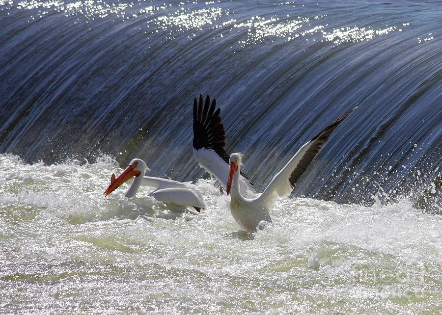 Pelican Drama Photograph by Carol Groenen
