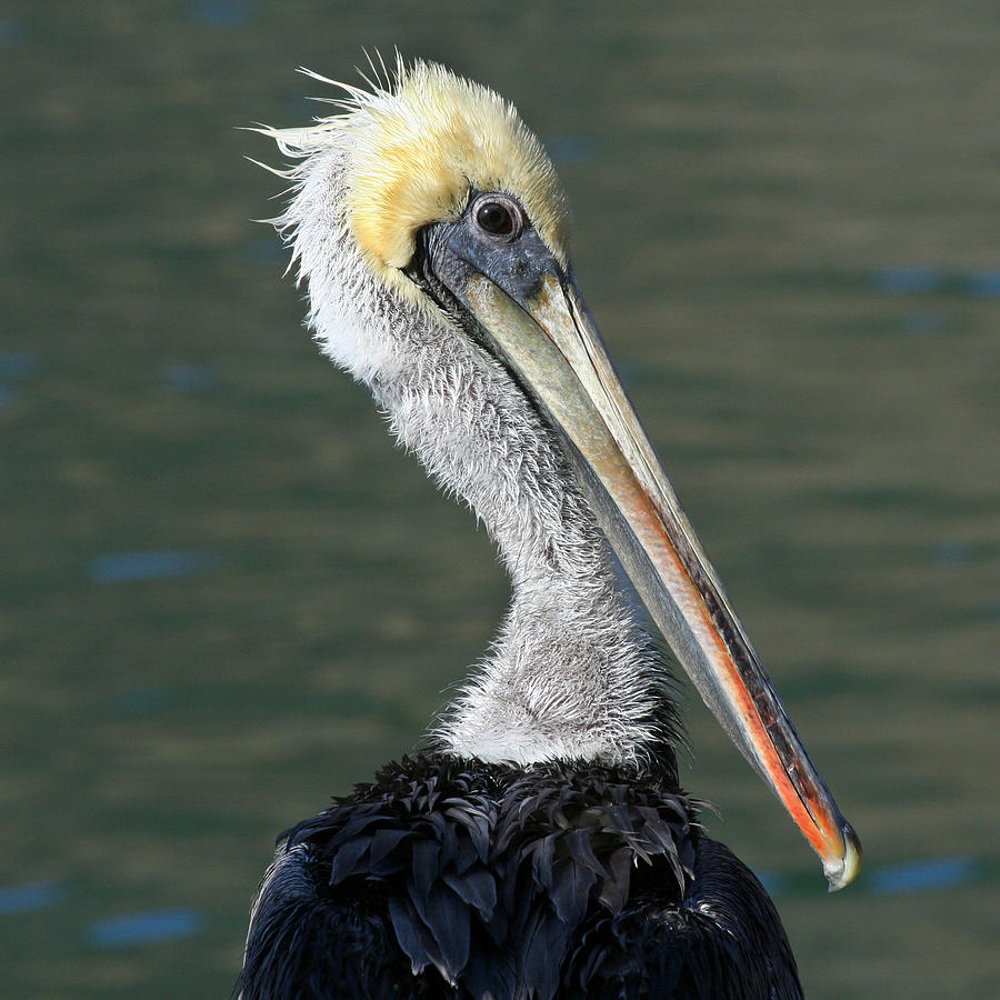 Pelican Drying Out Photograph By Bob And Jan Shriner Pixels