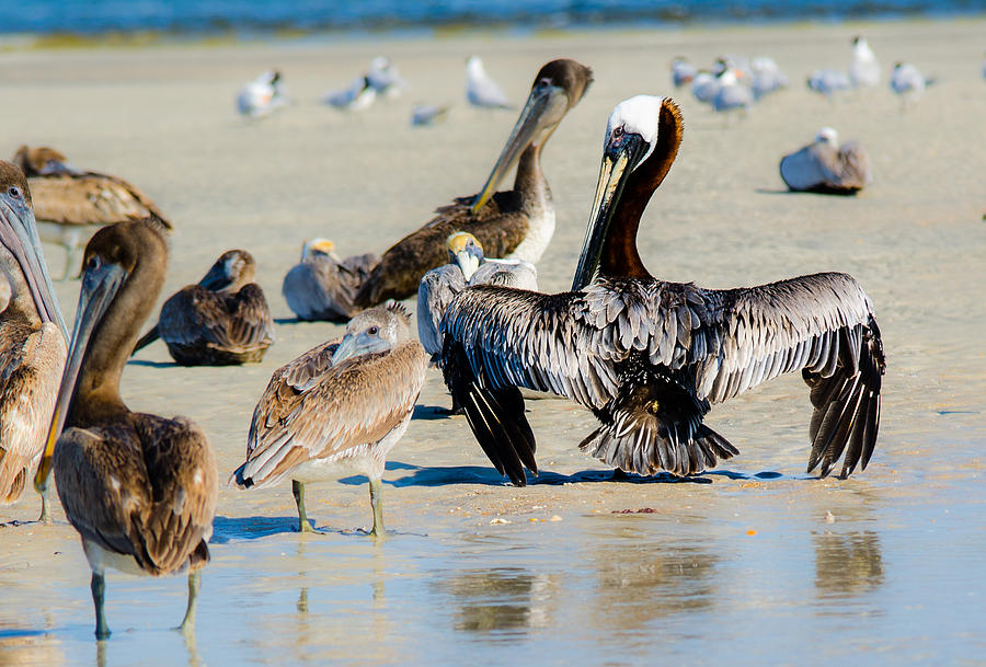 Pelican Drying Photograph by Tammy Ray