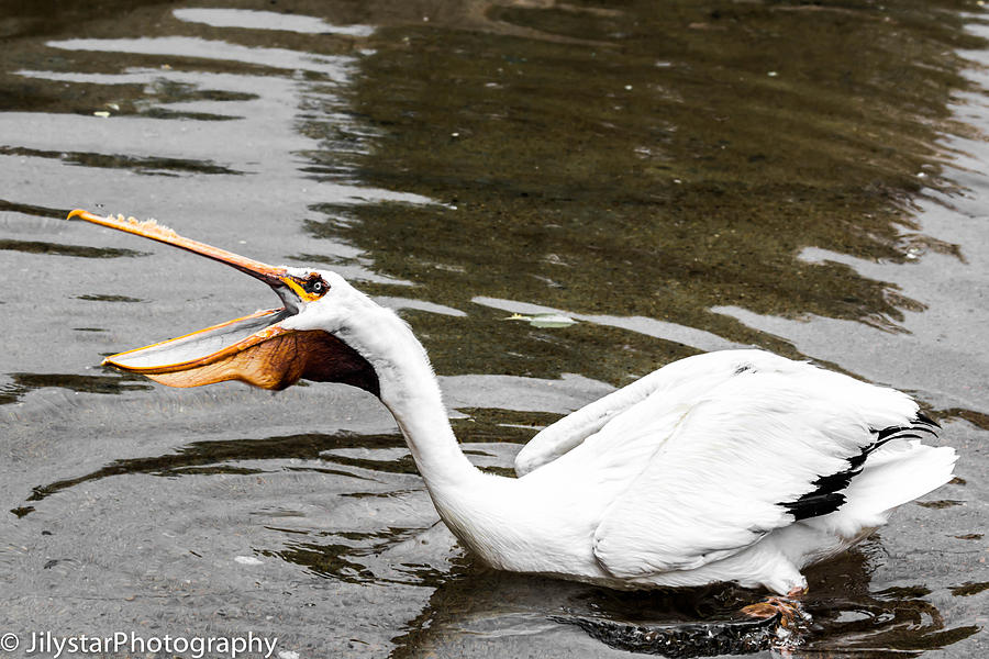 Pelican Eats Photograph by Jillian Warner - Pixels