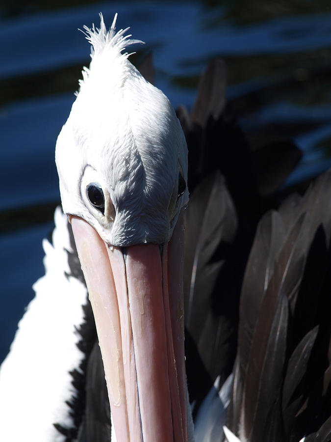 Pelican Eye Photograph